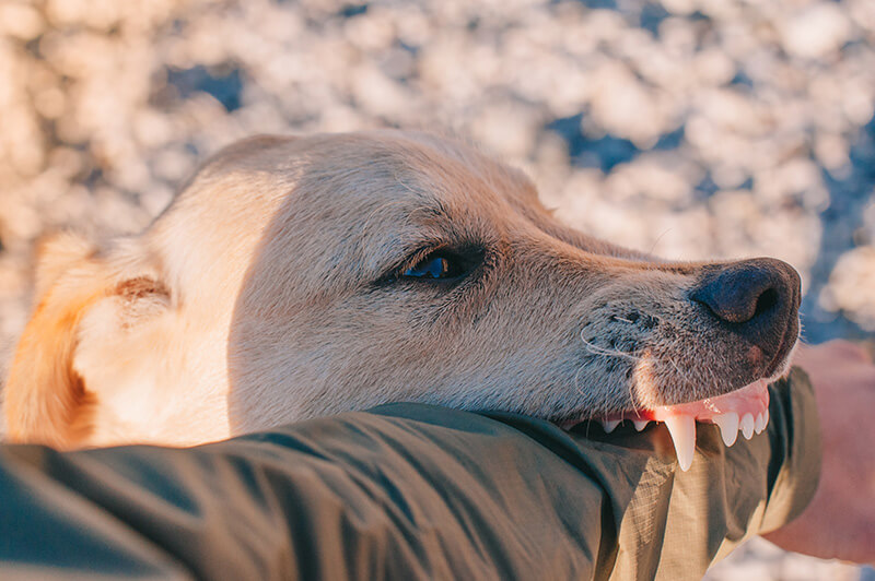 what to do when a dog bites you