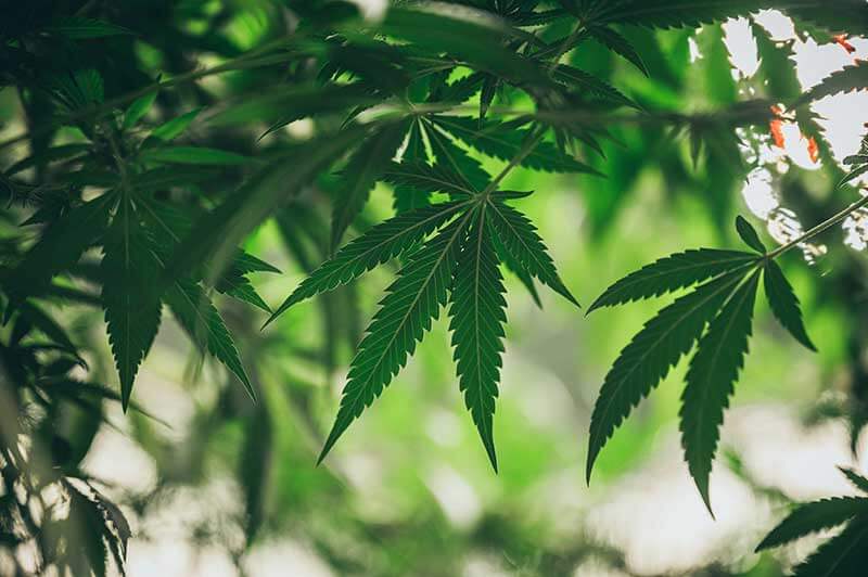 marijuana cultivation